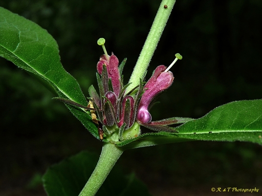 {Triosteum perfoliatum}